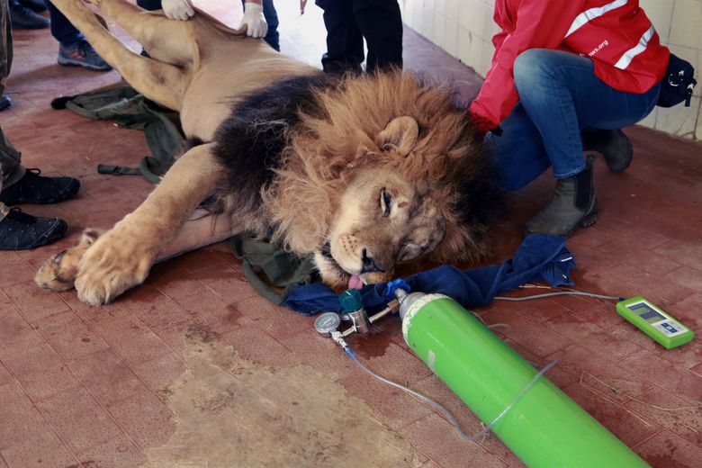 Off to a new life: 3 Albanian lions sent to Dutch cat center | The Seattle Times Off to a new life: 3 Albanian lions sent to Dutch cat center | The Seattle Times