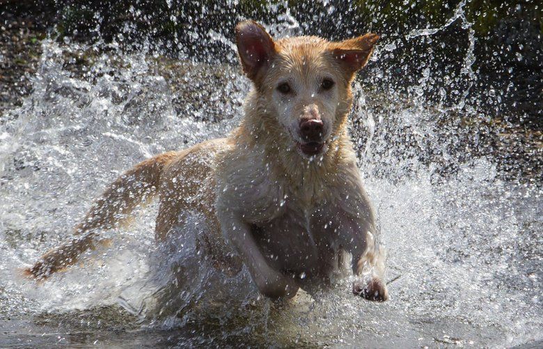Cooper jumps into Lake Washington near Genesee Park to fetch a stick in Seattle Wednesday, March 28, 2018. He was there with his owner, Meaghan Murphy and her friend Katharine Gardias. Meaghan said that Cooper is three but is still full of energy and never seems to get tired. He is a real cuddler though.