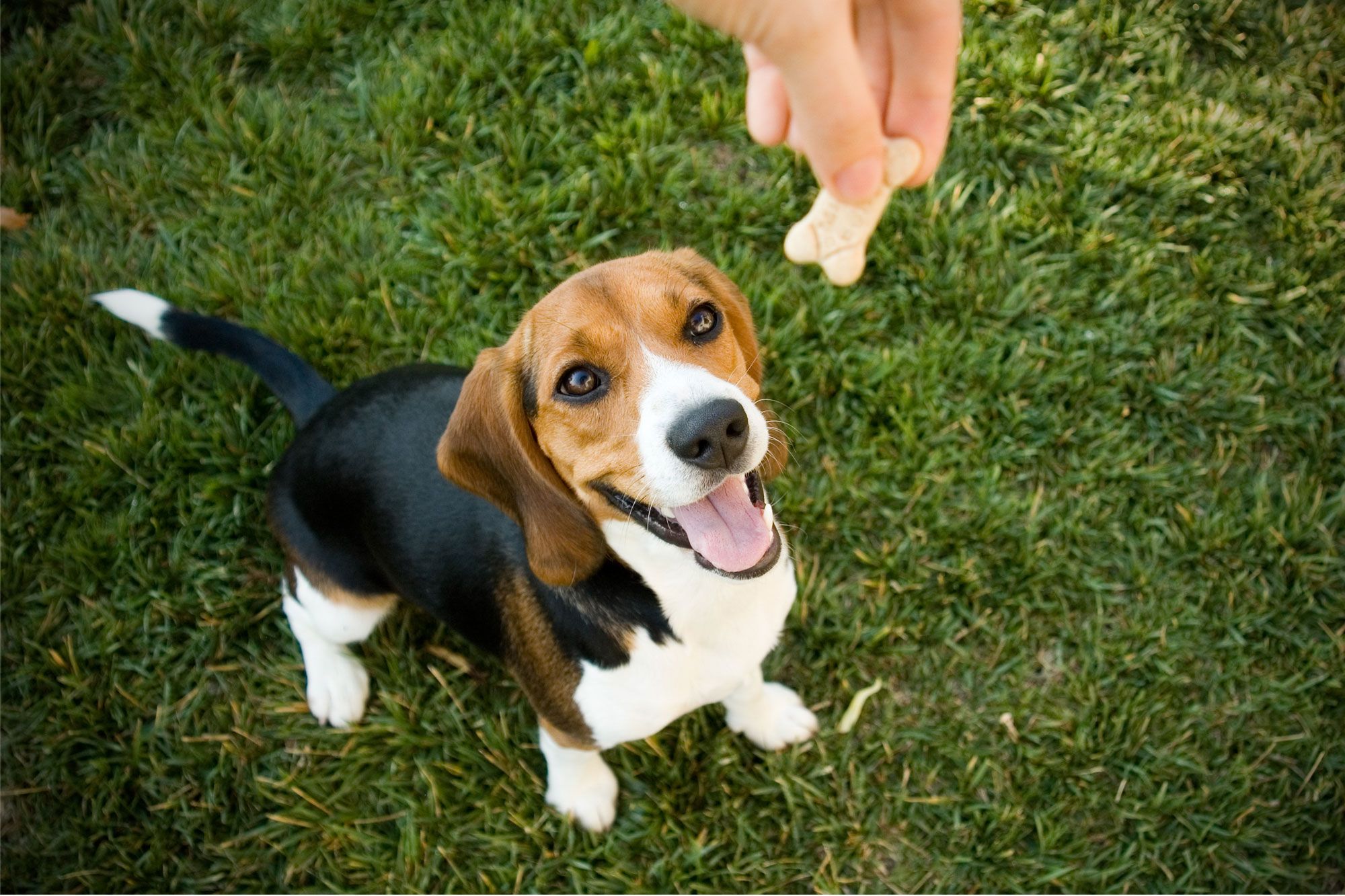 giving dog treats