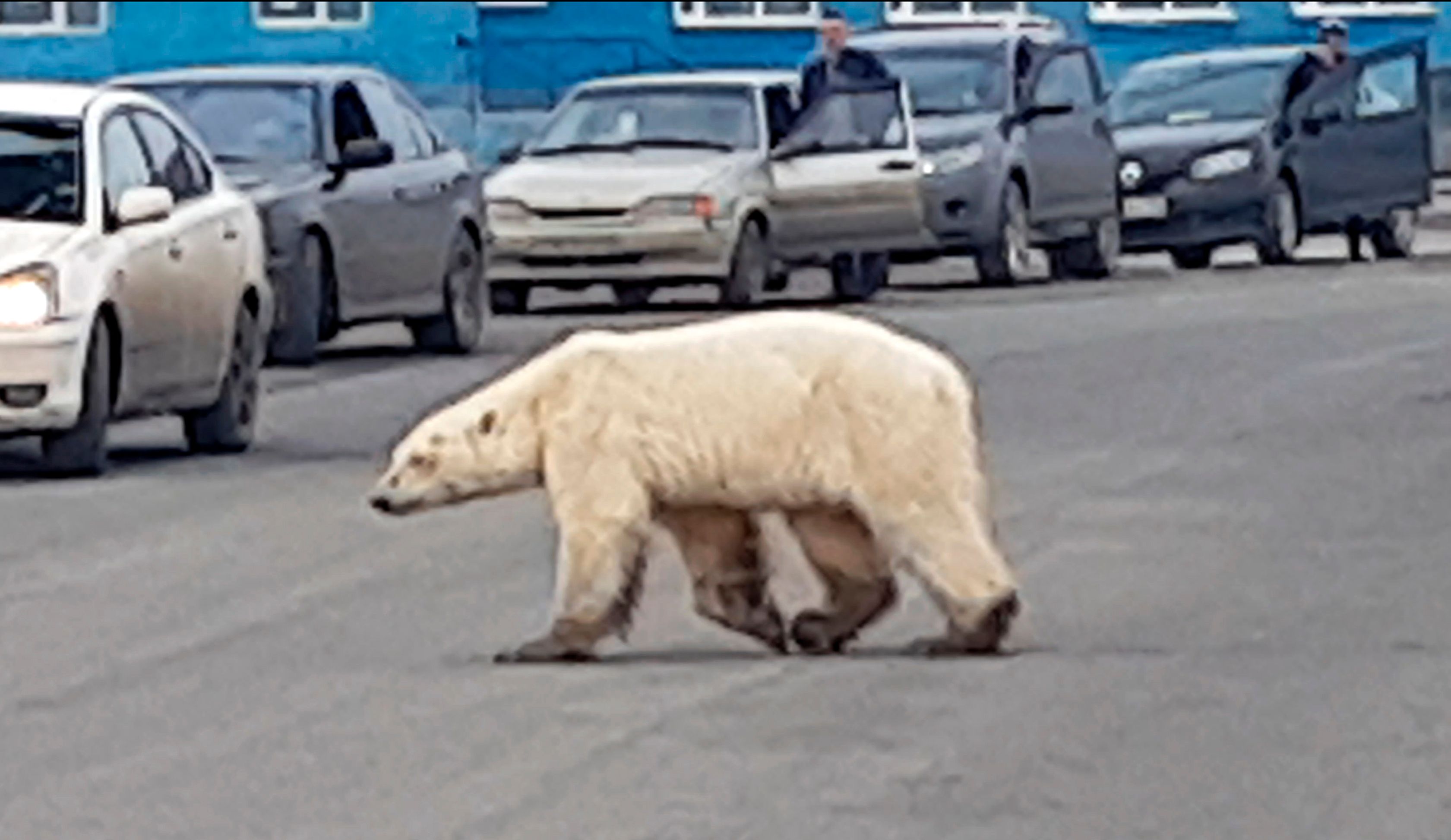 Emaciated polar bear found in Russia taken for treatment | The