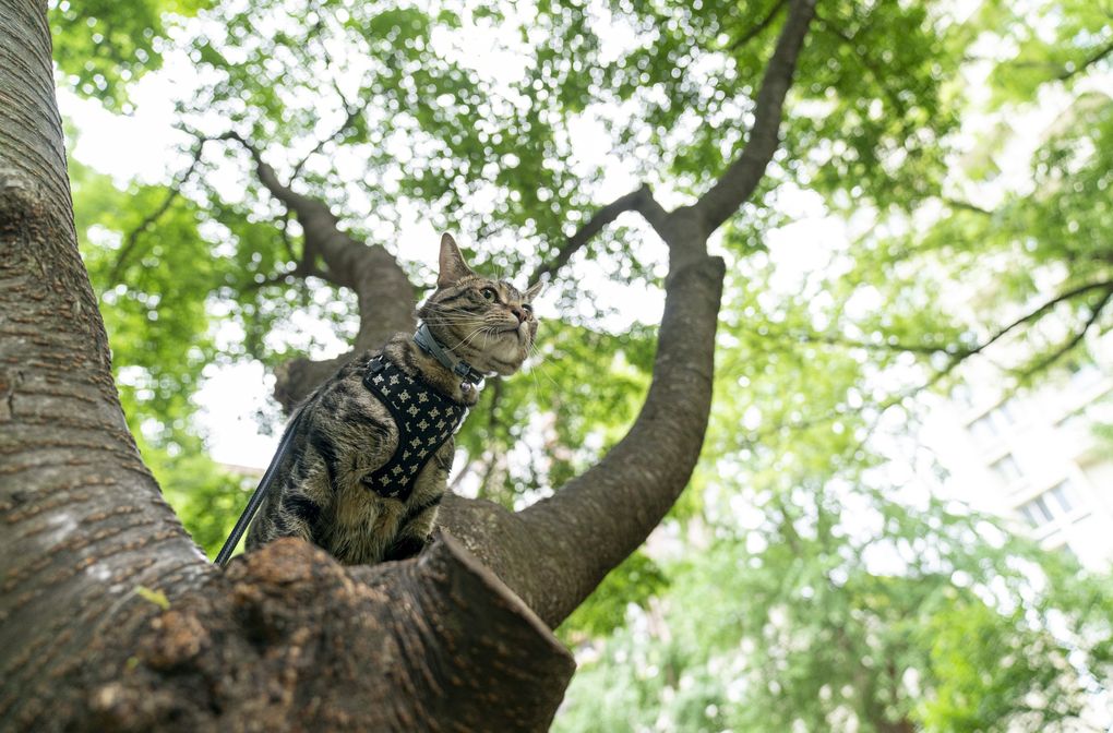 Copurrnicus goes for an adventure at Washington Square Park in Philadelphia in June. (Jessica Kourkounis / The New York Times)
