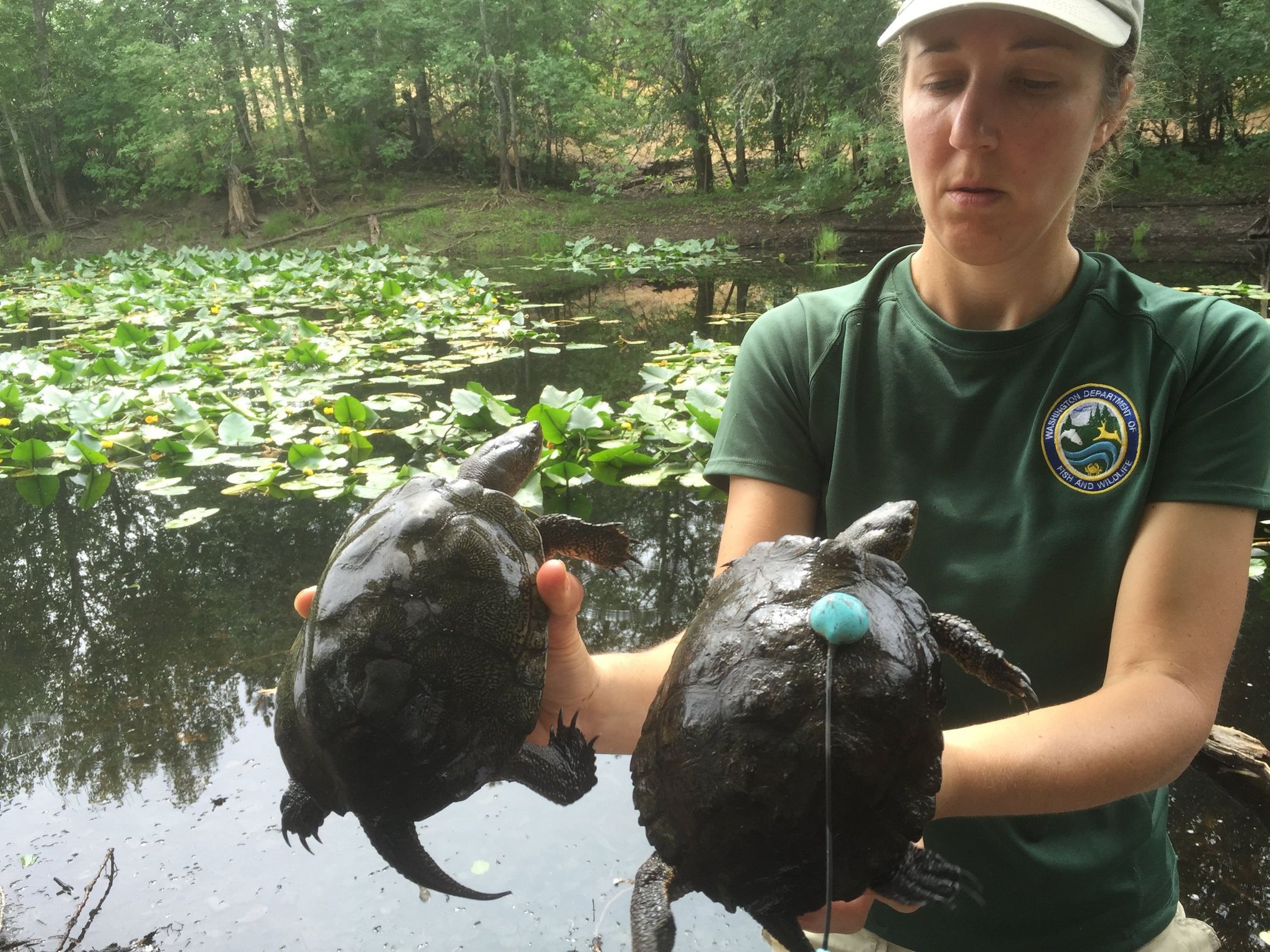 Tiny turtles take up residence at Oregon Zoo for summer growth