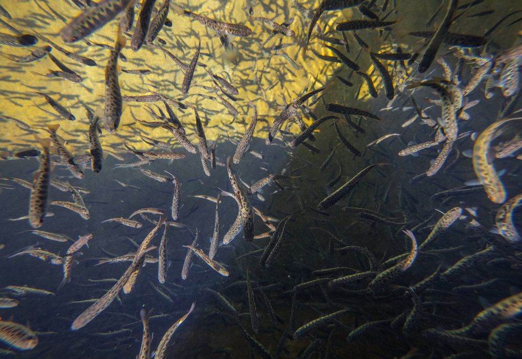 Young chinook salmon swim at a Cle Elum hatchery run by Yakama Nation Fisheries. The hatchery receives funding from the BPA, which has been required by the Northwest Power Act and treaties with tribes to bankroll efforts to restore salmon runs. (Steve Ringman / The Seattle Times)