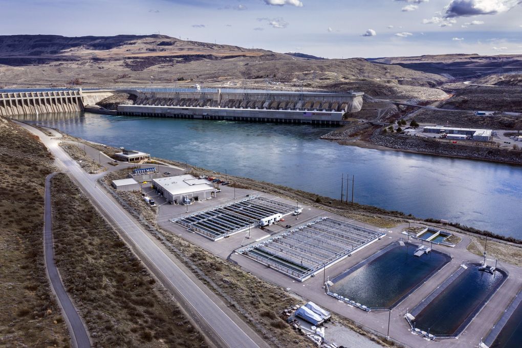 The Confederated Tribes of the Colville Chief Joseph Hatchery, built at a cost of $50 million, was partly funded by the BPA. It was developed to boost Columbia River runs of chinook and to reintroduce spring chinook into the Okanogan River. It sits on the banks of the Columbia just below the Chief Joseph Dam, about halfway between Chelan and the Grand Coulee Dam. (Steve Ringman / The Seattle Times)