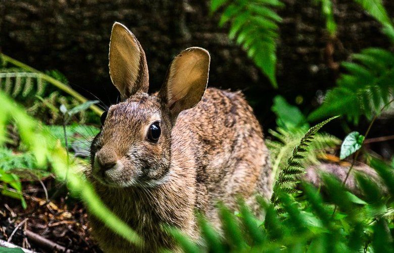 Notice a bunny boom? Here are some reasons for the Seattle area’s ...