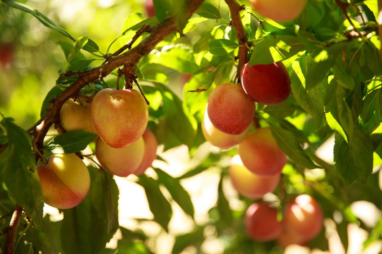 Plantera fruktträd i delstaten Washington