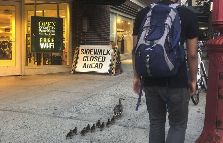 Ducks, stuck, loose: Police rescue 3 ducklings from grate | The Seattle ...