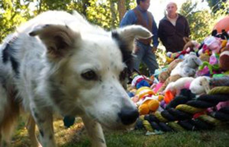 Border Collie called Bear knows all his 52 toys by name and fetches them on  command