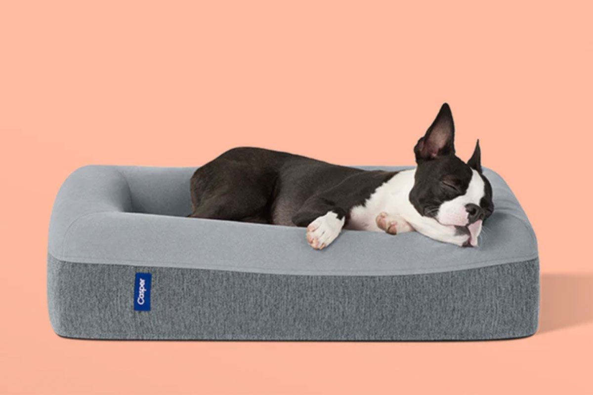 Casper cat outlet bed