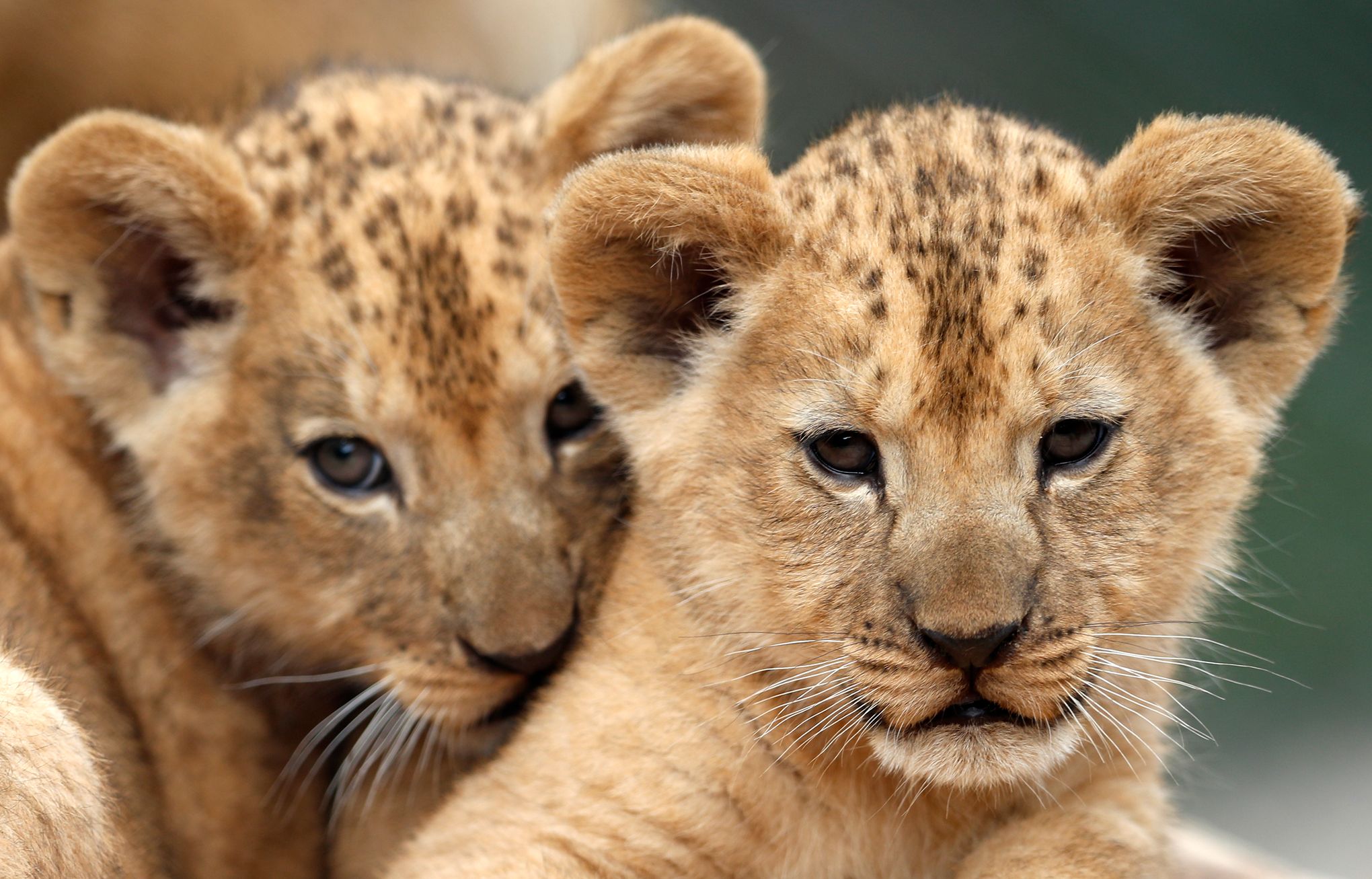 Little Lion Cubs