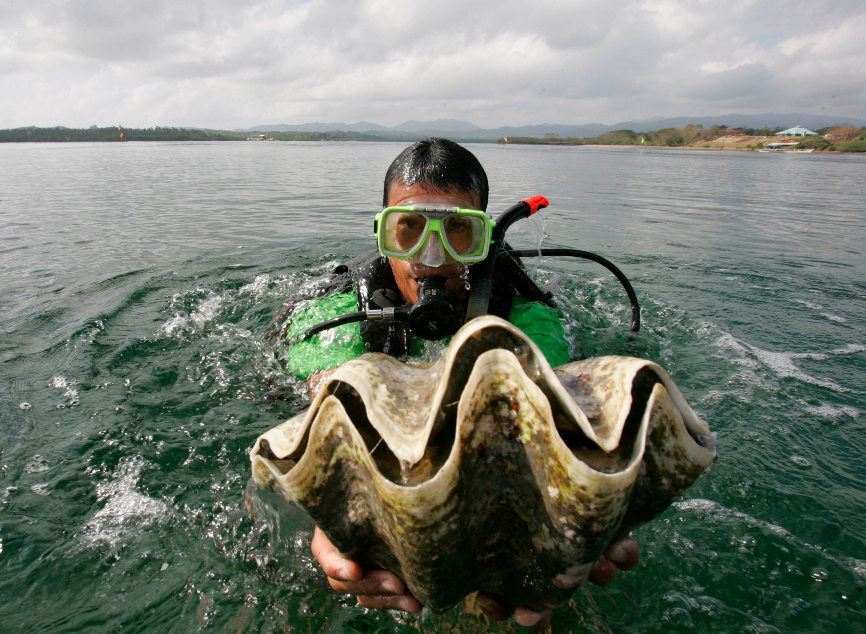 Giant shellfish new arrivals