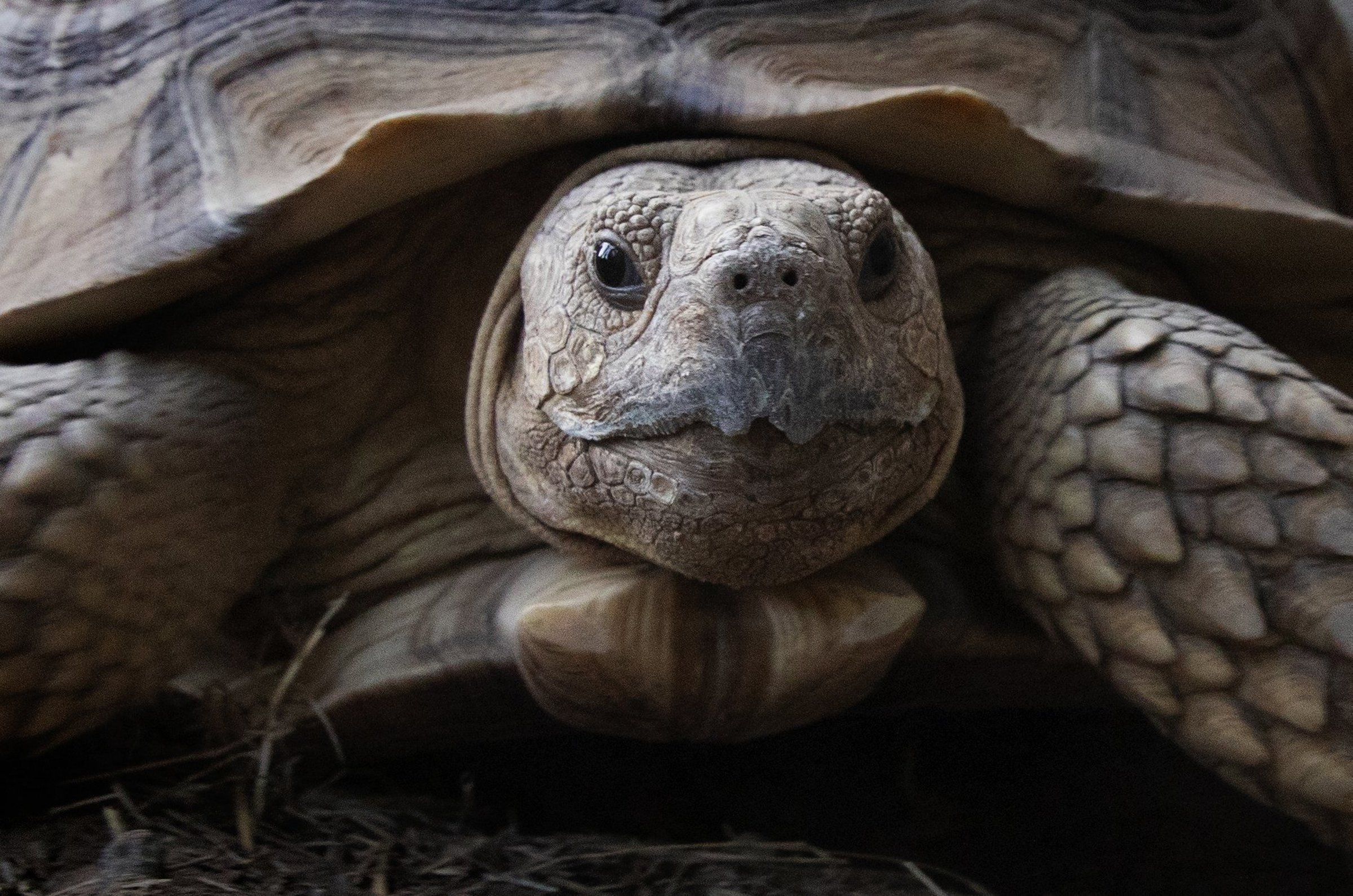 Tortoise food shop near me