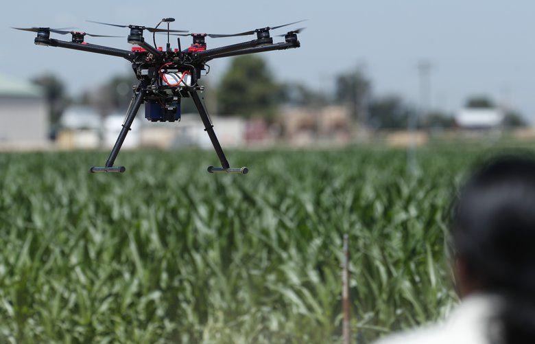 In this Thursday, July 11, 2019, photograph, United States Department of Agriculture engineering technician Kevin Yemoto guides a drone into the air at a research farm northeast of Greeley, Colo. Researchers are using drones carrying imaging cameras over the fields in conjunction with stationary sensors connected to the internet to chart the growth of crops in an effort to integrate new technology into the age-old skill of farming. (AP Photo/David Zalubowski) CODZ209 CODZ209