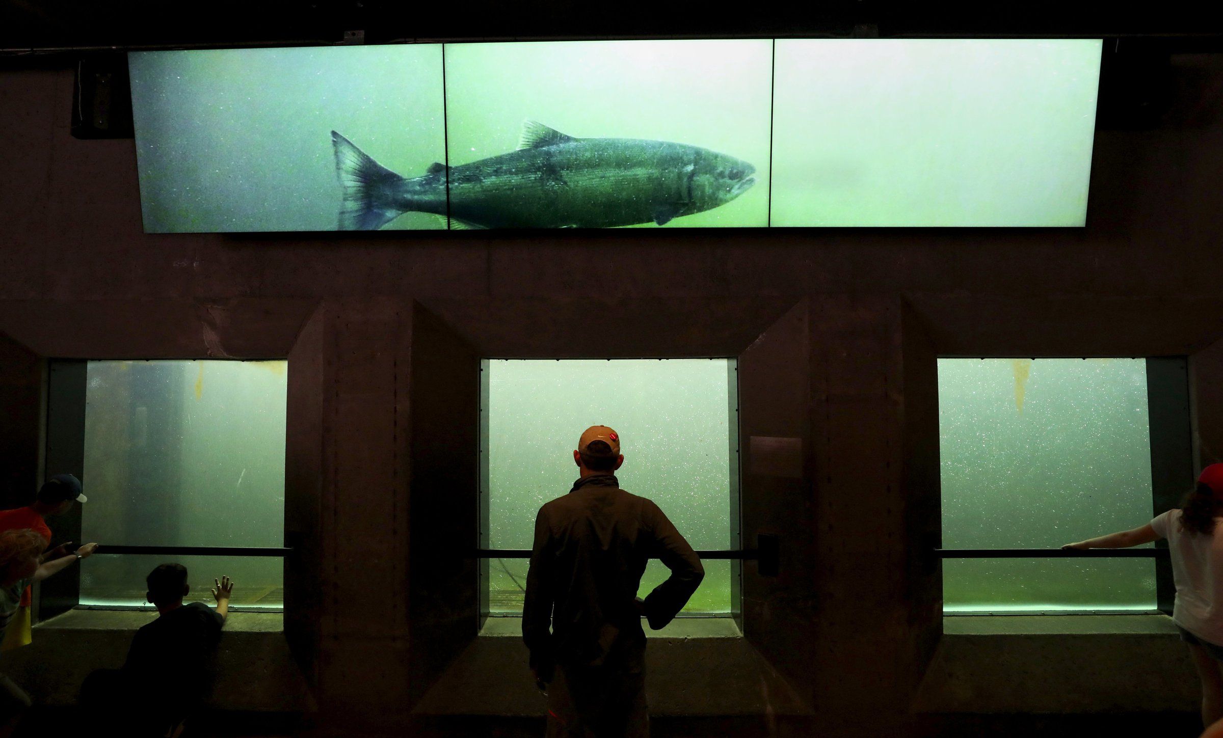 Seattle tourists can still see wild salmon at the Ballard Locks