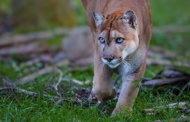 In Florida, endangered panthers are stumbling like they’ve been ...