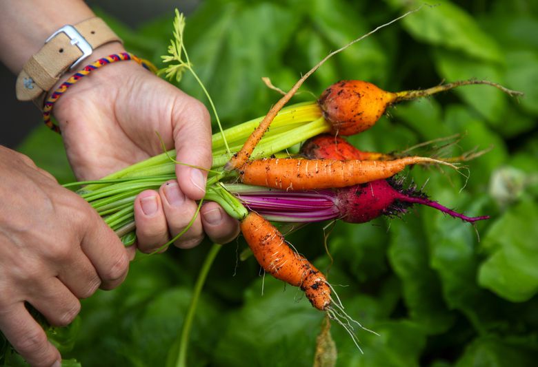 Carrots, beets and other vegetables grow in Jessica Cantlin’s vegetable garden. (Mike Siegel / The Seattle Times)