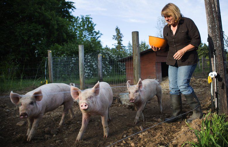 Melissa Tatro, 52, feeds her three pigs at her small 2 1/2-acre farm in Kent in  2016. (Lindsey Wasson / The Seattle Times)