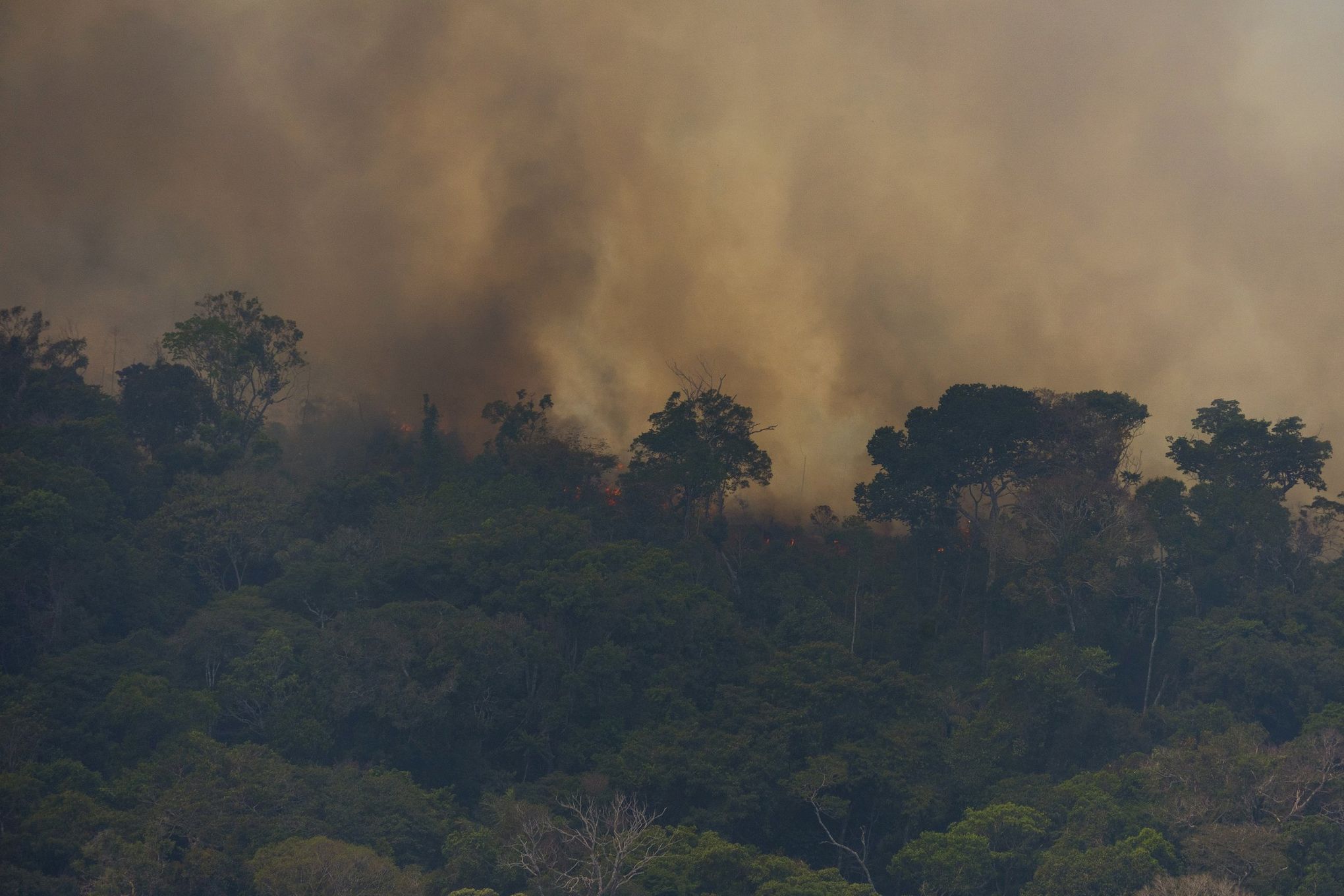 deforestation: Brazil fails to protect world's largest rainforest -  Washington Post