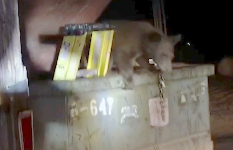 California deputies rescue wailing bear trapped in dumpster | The ...