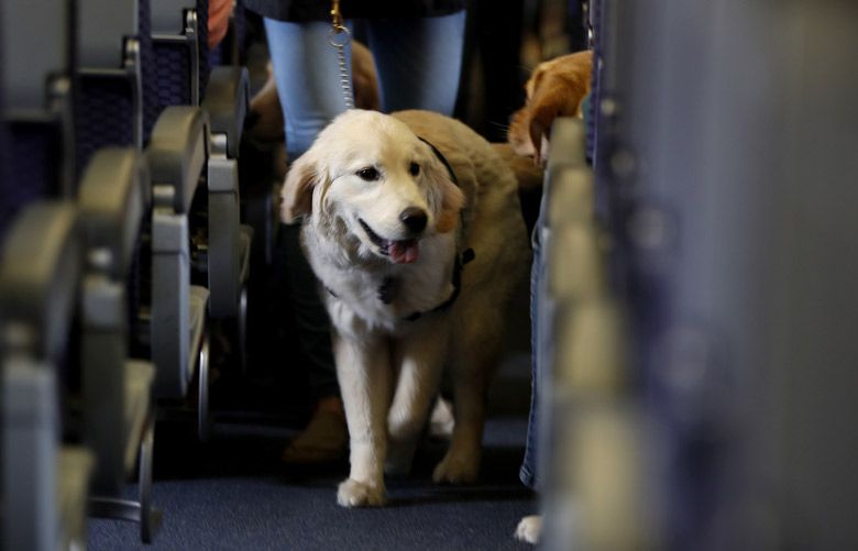 New rules could bump emotionalsupport animals from planes The