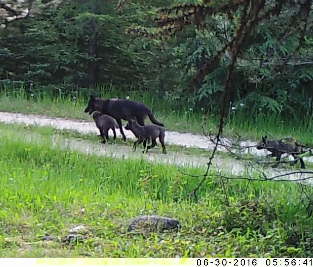 Stop The Senseless Killing Of Kettle River Range Wolves in Washington State