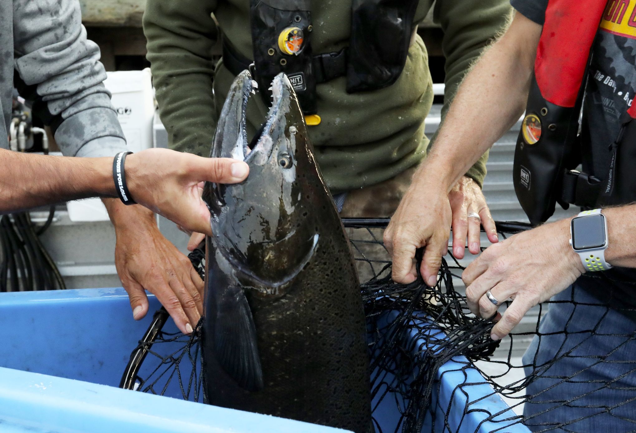 Salmon hatcheries buy us time while we work to restore the Salish Sea