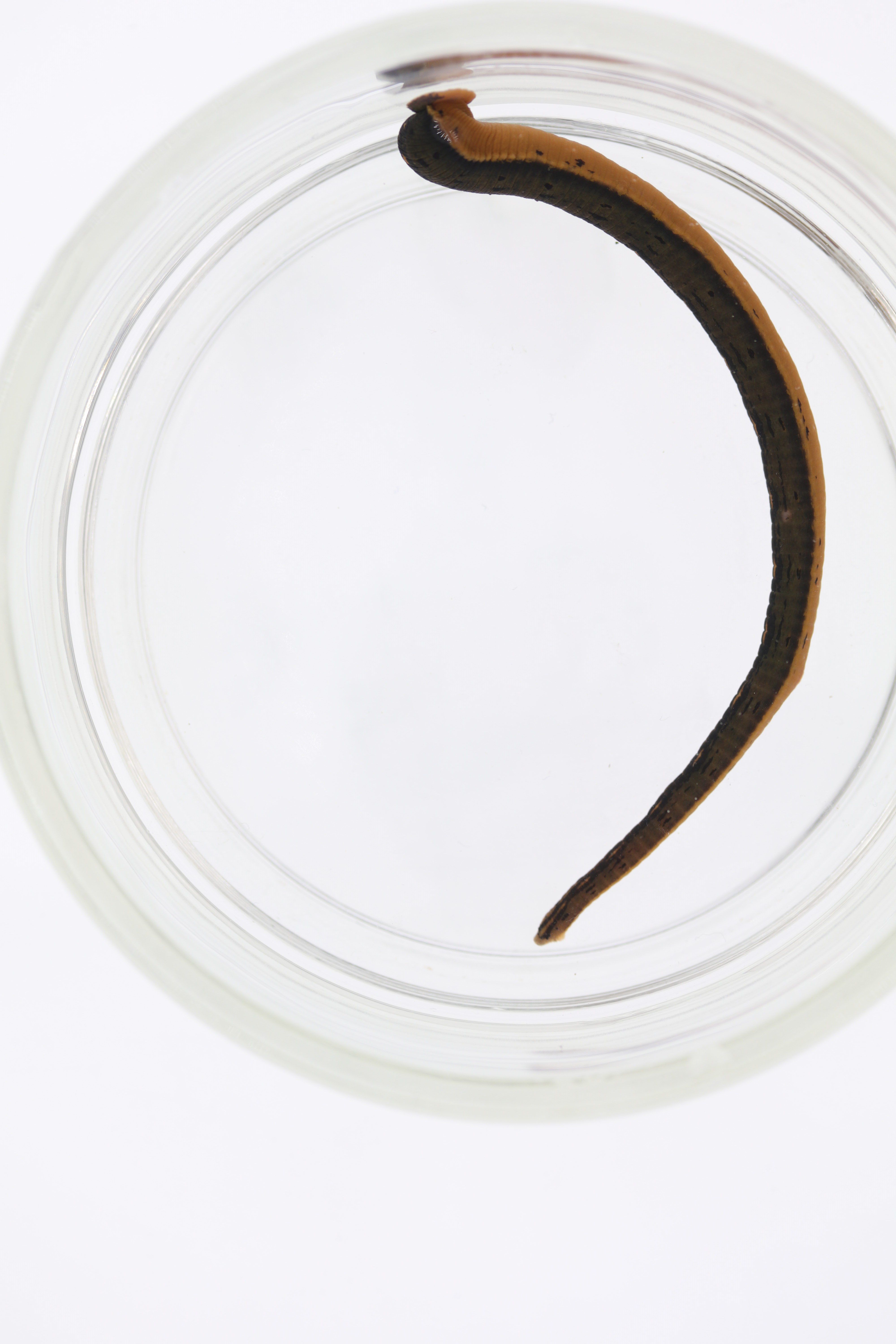 【MIRE LORE】【MARROW LEECH】【デスコア】 ROM curator 'very happy' to help identify new species of medicinal