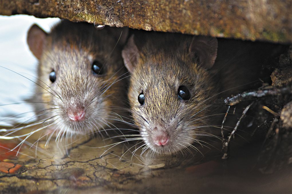 How To Get Rid Of Bugs Mice Rodents - Pantry
