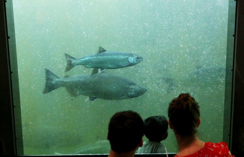 Visitors gathered at the Ballard Locks fish ladder viewing area as Coho and Chinook salmon head into the new month, and fresh water, to spawn Sunday, Sept. 2, 2018, in Seattle.  207663