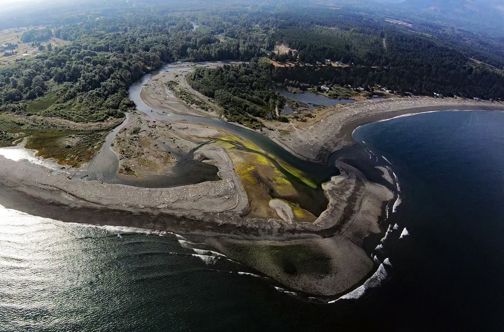 Two dams were taken down on the Elwha River beginning in 2011 in the world’s largest dam-removal project. Over the next five years, the river unleased carried rocks, sand, silt, and even trees downstream, reshaping more than 13 miles of river and building a large delta in the Strait of Juan de Fuca. (Anne Shaffer and CWI )
