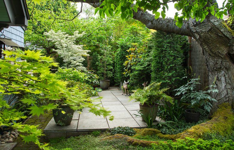 Curtis Steiner’s back patio is framed by his house at left and a large mazzard cherry tree at right. 
Curtis Steiner’s garden near the Green Lake neighborhood of Seattle features a variety of hostas, grasses, trees and other greenery that blends into a backyard oasis. 

Photographed on May 17, 2019 210252