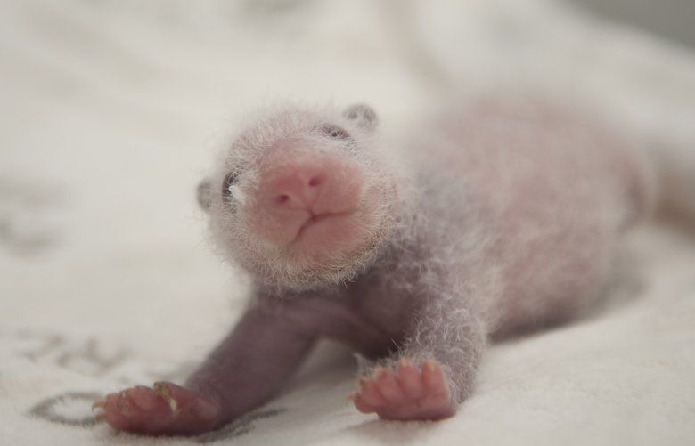 Berlin panda babies thriving — and cute — at 2 weeks old | The Seattle ...