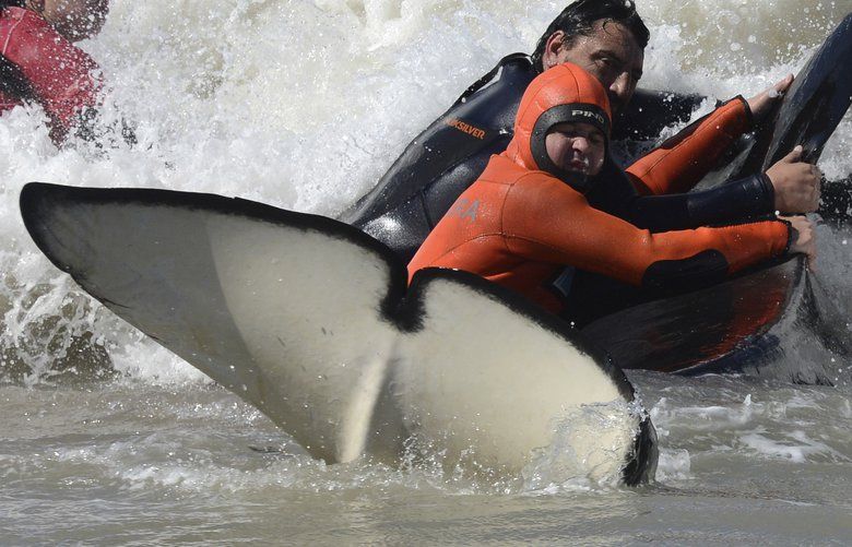 Rescuers and volunteers work to successfully return a killer whale to sea near Mar Chiquita, Argentina, Monday, Sept. 16, 2019. Seven killer whales were stranded on the coast before rescuers and volunteers returned six of them to sea, but one died in the process. (AP Photo/Marina Devo) XNP109 XNP109
