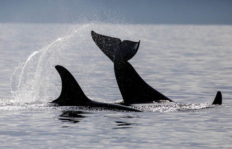 Southern resident orcas, including newest baby, visit Puget Sound The Seattle Times