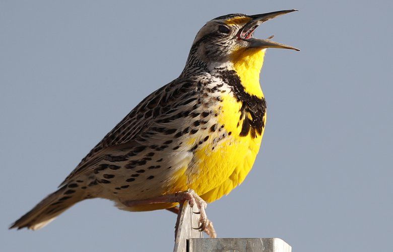 Where have all the birds gone? They’re vanishing from North America ...