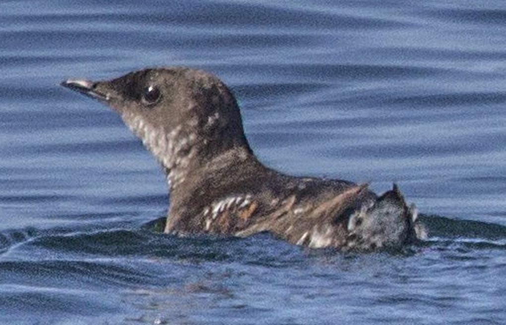 What is the future of Washington state's forests? Endangered marbled  murrelet seabird caught in fight