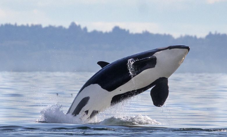 Puget Sound’s orcas returned this month to local waters, a reminder of the wonder and beauty of the Pacific Northwest. (Steve Ringman / The Seattle Times, taken under NOAA permit 21348)
