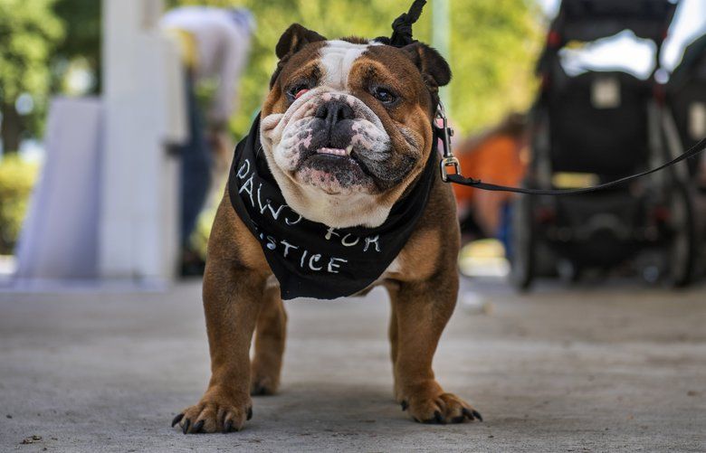 Five-year-old bull dog Cowboy poses in his “Paws for Justice” bandanna at the Longview civic circle before marching with his owner Wednesday afternoon, Sept. 25, 2019.