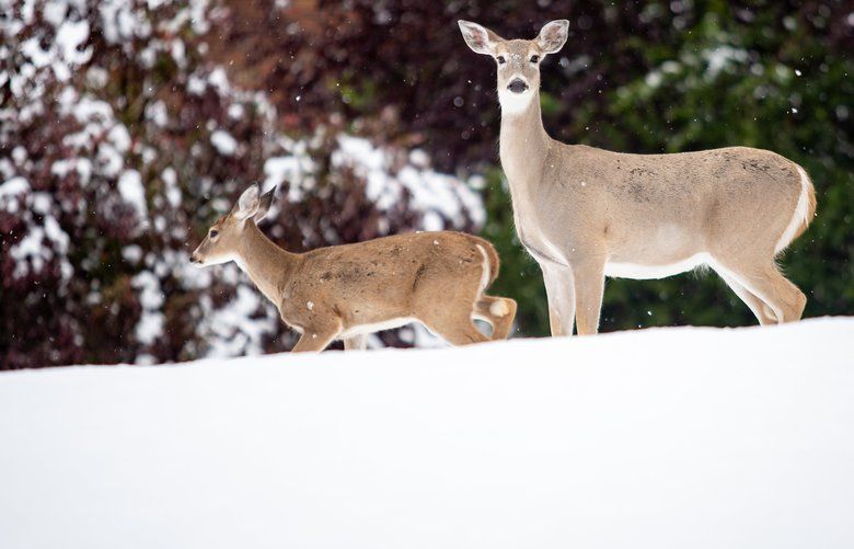 Deer roam in a lawn in the Glenrose neighborhood near Moran Prarie on a snowy Sunday, Sept. 29, 2019. 1.9 inches of snow was measured at the Spokane International Airport, making it the first snowy September since 1926. Libby Kamrowski/ THE SPOKESMAN-REVIEW SR1909291754268940