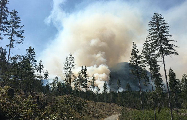 Purported tree poachers charged with causing Olympic National Forest ...