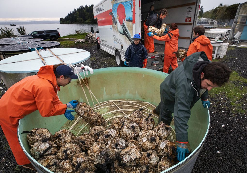 As executive director of the Puget Sound Restoration Fund, Betsy Peabody (center, in hat) helped launch Olympia oyster restoration efforts in Puget Sound two decades ago. Here she loads seeded cultch for a project in Drayton Bay with other members of her team. L<br/>eft to right (foreground): Ryan Crim and Stephen Schreck. (In back) Brian Allen, Sarah Henneford and biologist Stuart Ryan. The cultch — baby Olys growing on Pacific oyster shell — was produced at a special hatchery on NOAA’s Manchester Research Station near Port Orchard. (Ellen M. Banner / The Seattle Times)