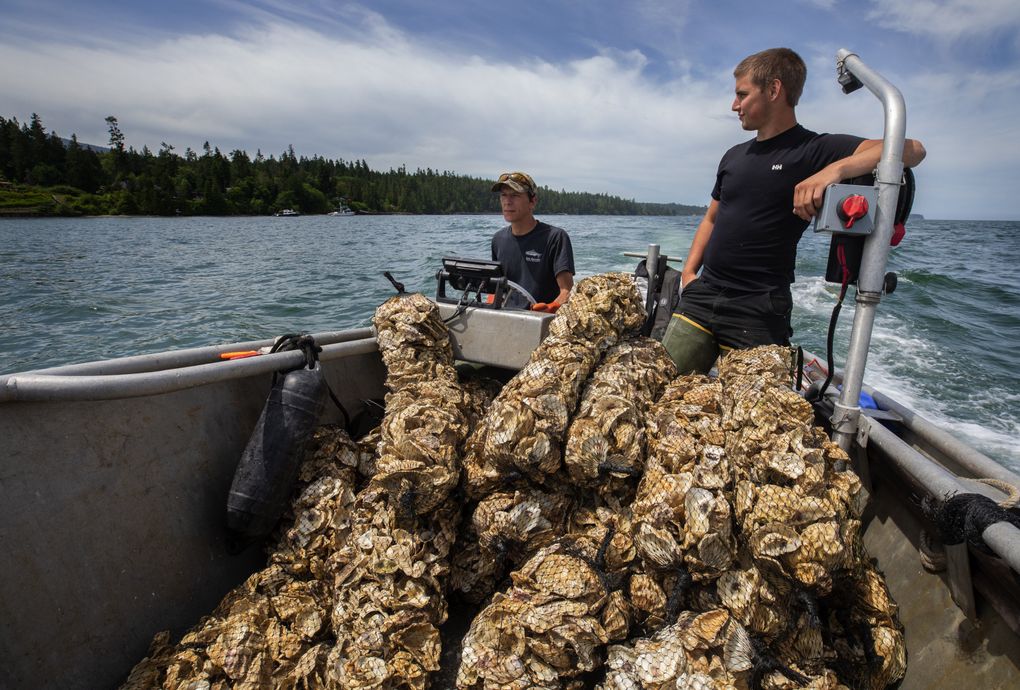 Casey Allen, left, a Jamestown S’Klallam Tribal member, and Jarrett Burns, both natural resources technicians, head toward the southern end of Sequim Bay to drop bags of seeded cultch onto pallets in the water. (Ellen M. Banner / The Seattle Times)