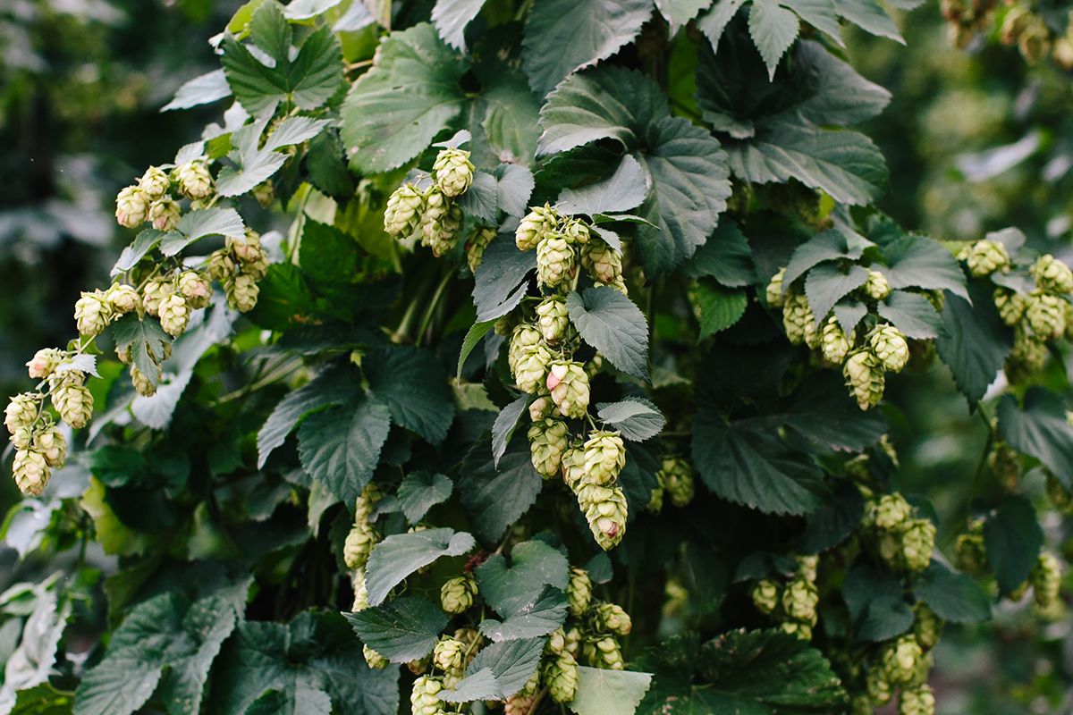 Beer Lovers Celebrate The Seasonal Joys Of Fresh Hops 