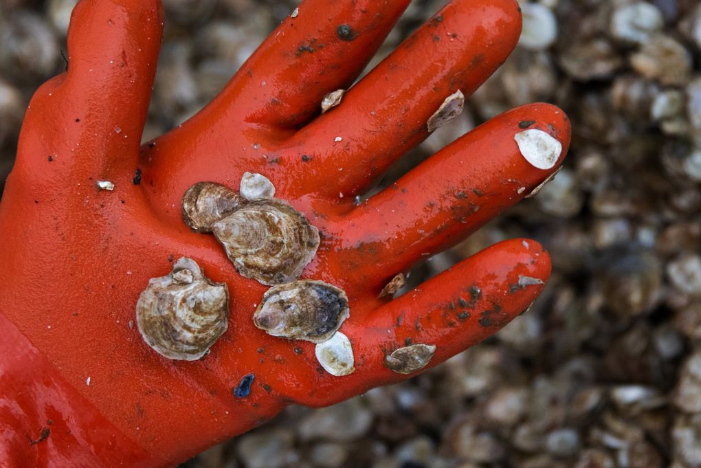 Betsy Peabody, executive director of the Puget Sound Restoration Fund, holds tiny Olympia oysters in her hand. The oysters are approximately 2 years old. (Ellen M. Banner / The Seattle Times)