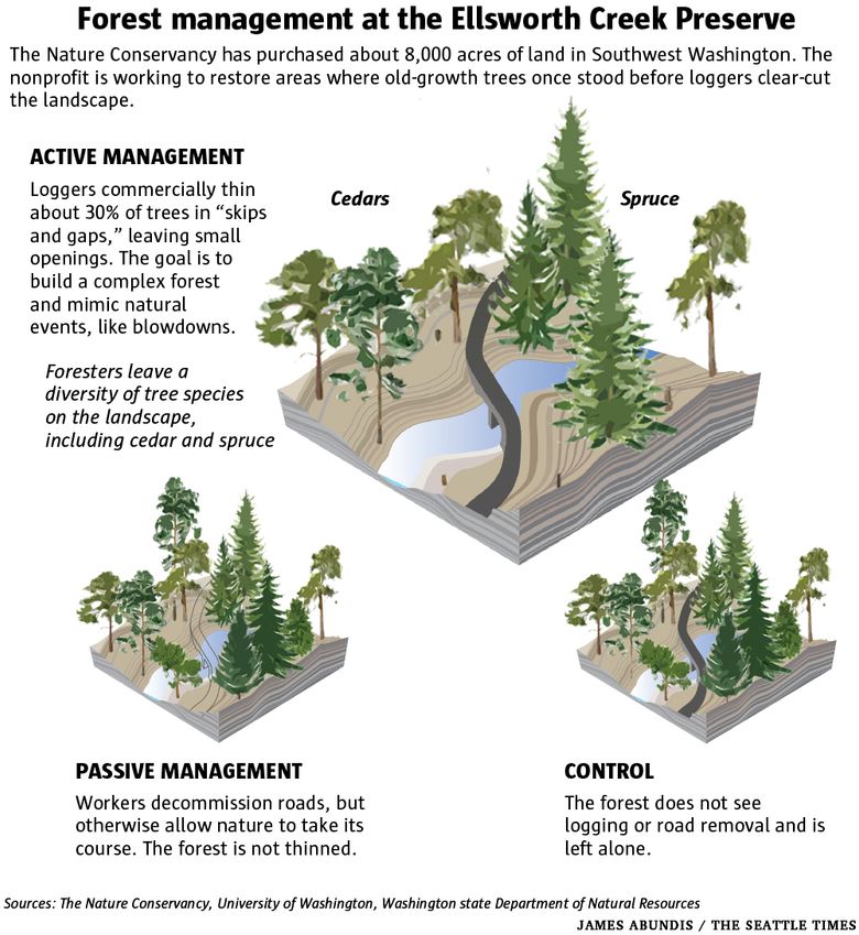 Frontiers  Contrasting Impacts of Climate Warming on Coastal Old-Growth  Tree Species Reveal an Early Warning of Forest Decline