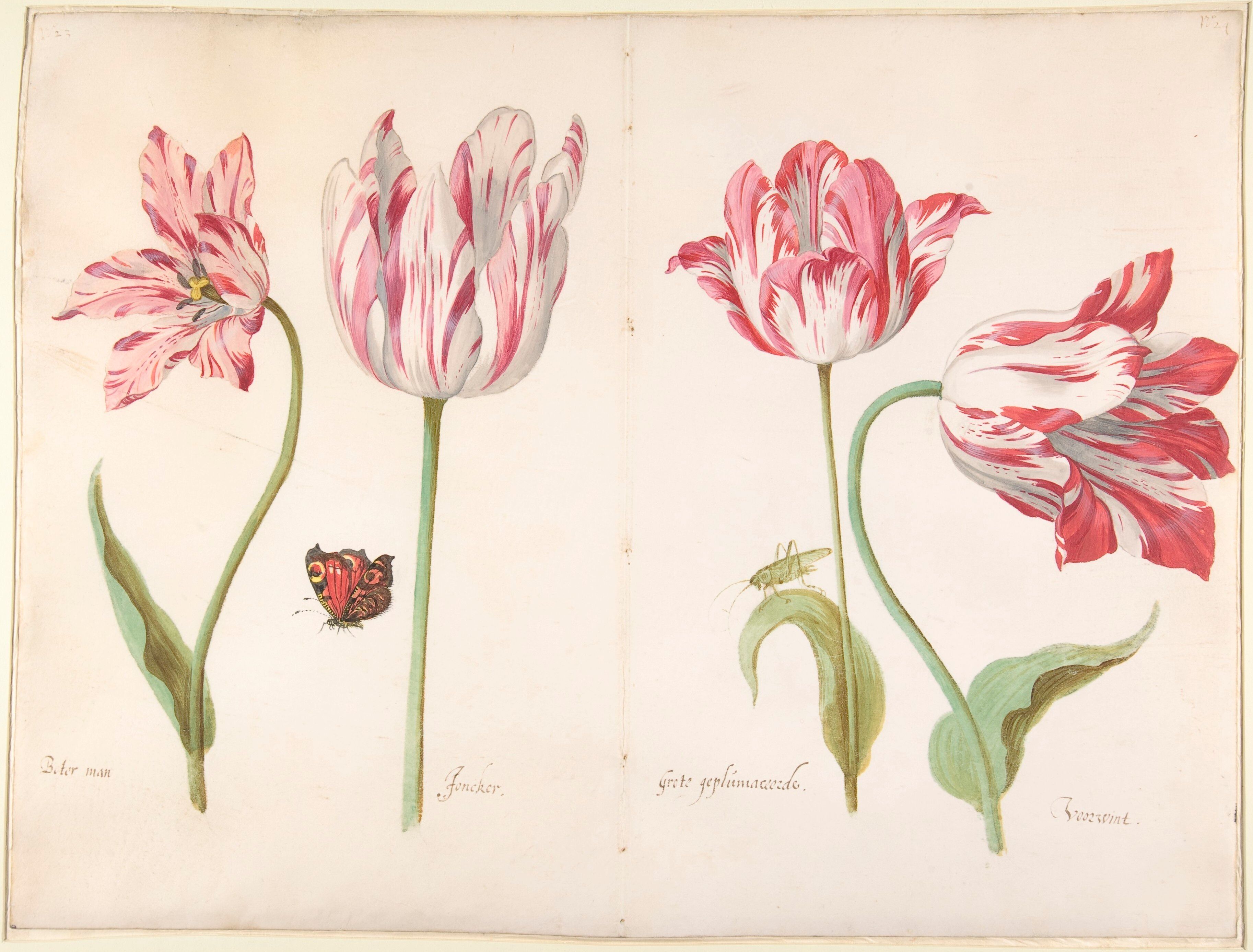 Worth a thousand words: The hidden histories of botanical illustrations |  Kew