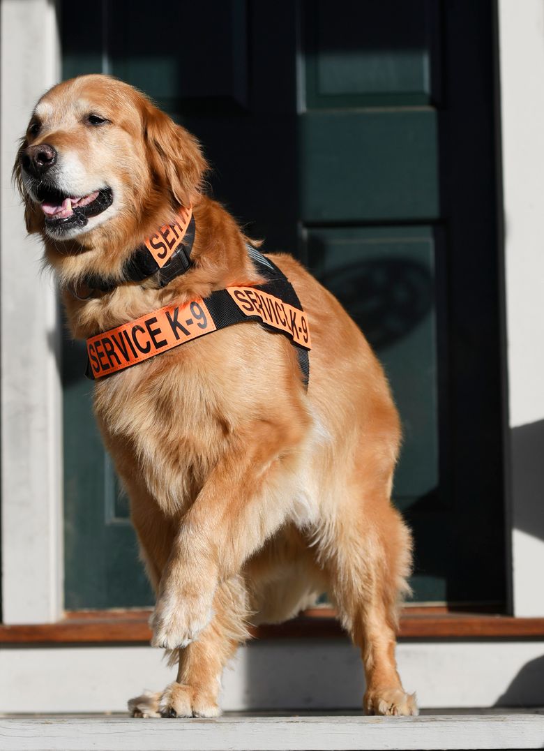 Service dog whose story raised awareness of PTSD has died | The Seattle  Times
