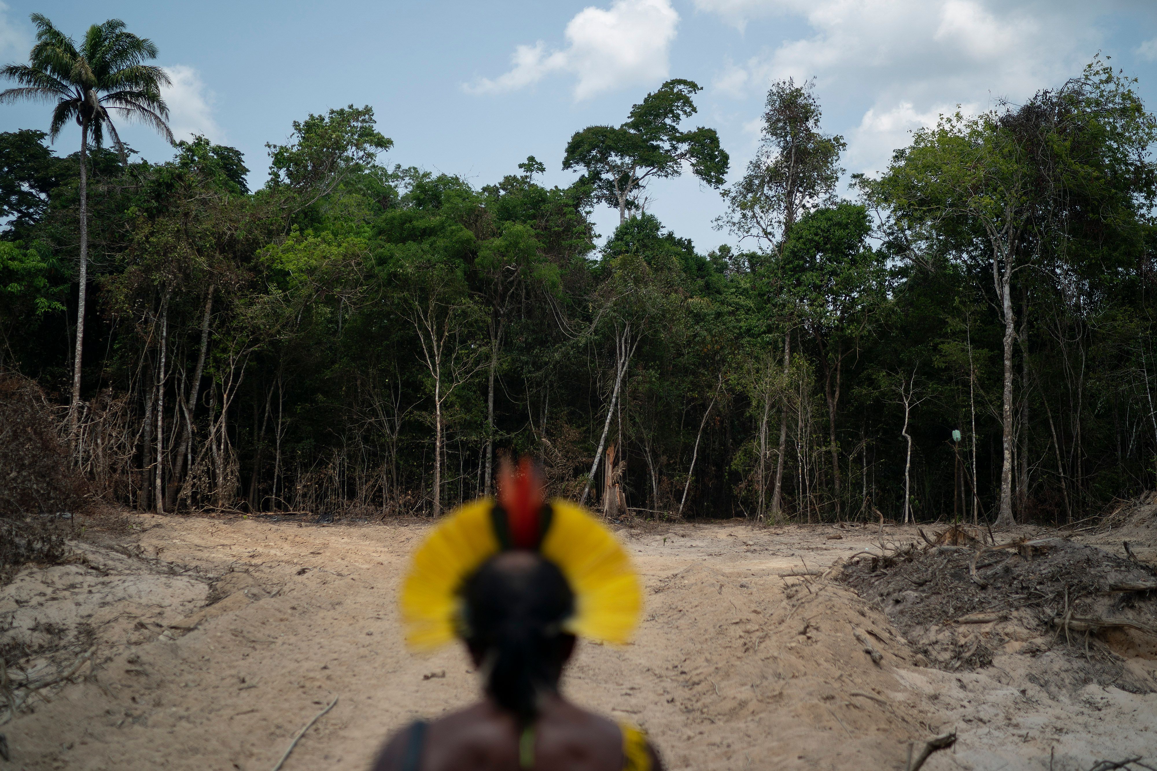 Indigenous leader in Brazil's Amazon tries to thwart loggers | The