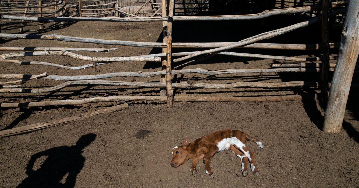 Chile’s drought devastates ranchers, farmers | The Seattle Times
