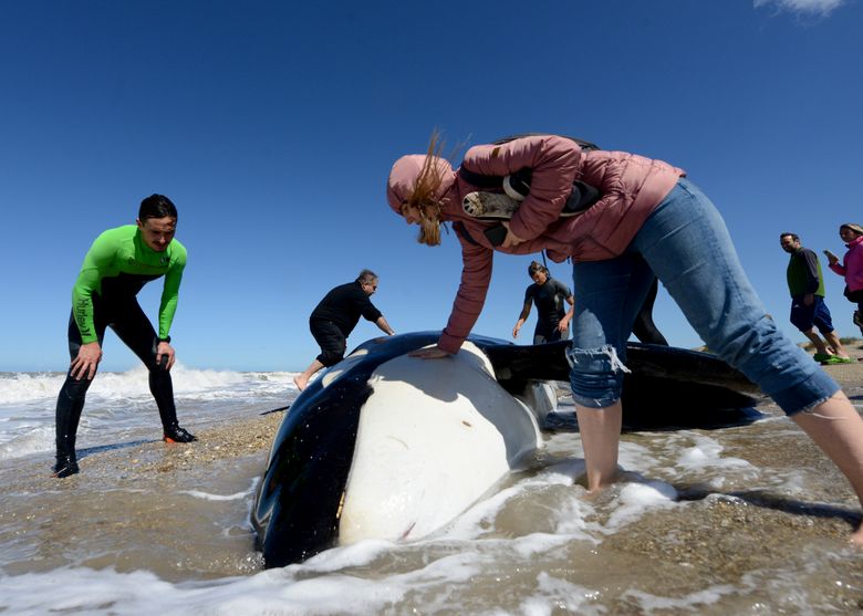 Indonesian volunteers save six beached whales